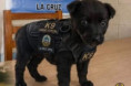 Pirú fue abandonado en una ruta de Corrientes y ahora es agente policial